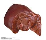 各种食物图片素材_029