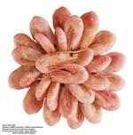 各种食物图片素材_096