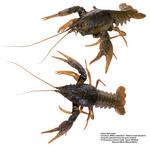 各种食物图片素材_098