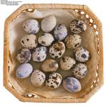 各种食物的素材图片_015