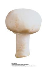 各种食物的素材图片_093