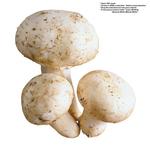 各种食物的素材图片_095