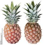 各种水果的素材图片_005