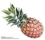 各种水果的素材图片_006