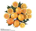 各种水果的素材图片_015