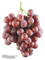 各种水果的素材图片_024