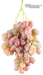 各种水果的素材图片_025