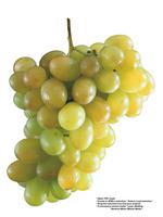 各种水果的素材图片_026