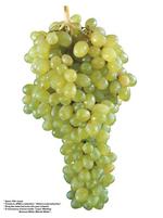 各种水果的素材图片_027