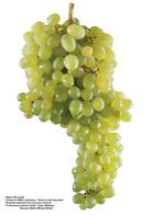 各种水果的素材图片_028