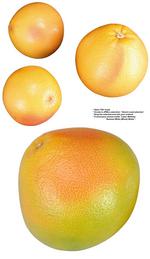 各种水果的素材图片_030