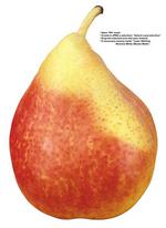 各种水果的素材图片_031