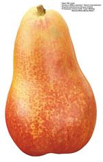 各种水果的素材图片_033