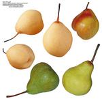 各种水果的素材图片_034