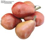 各种水果的素材图片_036