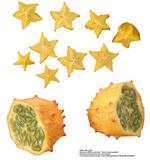 各种水果的素材图片_045