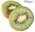 各种水果的素材图片_046