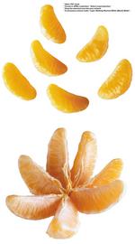 各种水果的素材图片_063