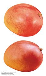 各种水果的素材图片_070