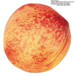 各种水果的素材图片_071