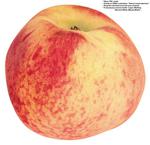 各种水果的素材图片_072