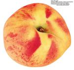 各种水果的素材图片_075