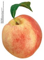 各种水果的素材图片_077