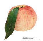 各种水果的素材图片_078