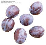 各种水果的素材图片_079