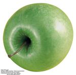 各种水果的素材图片_087