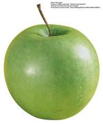 各种水果的素材图片_088