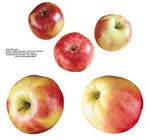 各种水果的素材图片_095