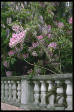 各种花素材图片008