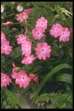 各种花素材图片015