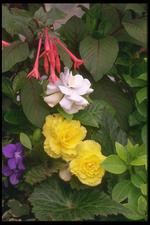 各种花素材图片029