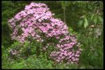 各种花素材图片037