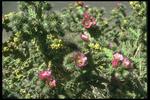 各种花素材图片046