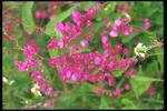 各种花素材图片077