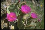 各种花素材图片085