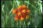 各种花素材图片094