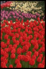 各种花素材图片001