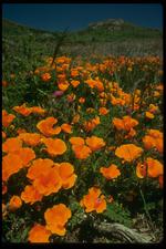 各种花素材图片002