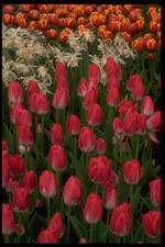 各种花素材图片003