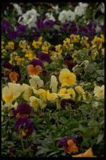 各种花素材图片005