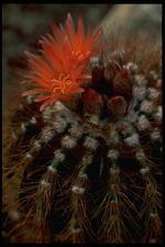 各种花素材图片006