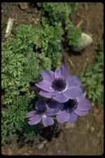 各种花素材图片007