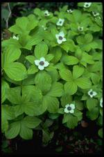 各种花素材图片008