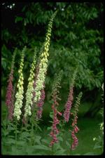 各种花素材图片009