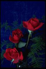 各种花素材图片010