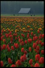 各种花素材图片011